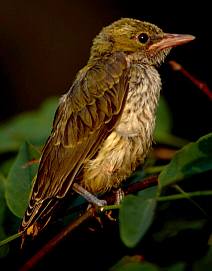 Sárgarigó fióka (Oriolus oriolus), Fotó: Molnár Balázs